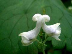 浙江成考高分作文写作技巧分享