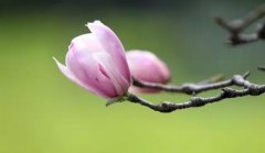 浙江成考脱产学习方式的是属于全日制吗？